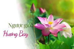 Ngược gió hương bay