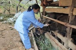 Khó khăn trong công tác phòng, chống dịch bệnh gia súc, gia cầm