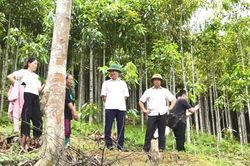 Minh Khai phát triển bền vững từ kinh tế rừng