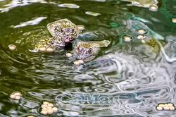Mở sinh kế từ mô hình nuôi cua đinh