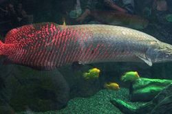 'Quái vật sông Amazon' trị giá gần 3 tỷ đồng bỗng dưng 'biến mất' giữa đêm, sự thật phía sau khiến chủ nhân không khỏi bàng hoàng