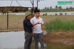Gian nan hành trình tìm 'hộ chiếu' quốc tế cho hạt gạo ruộng rươi đất Cảng