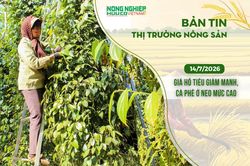 Thị trường nông sản 14/7/2026: Giá hồ tiêu giảm mạnh, cà phê ở neo mức cao