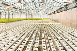 GreenSpring: C&ocirc;ng nghệ dinh dưỡng mới gi&uacute;p tối ưu ph&aacute;t triển bộ rễ c&acirc;y trồng