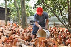 Giá thức ăn chăn nuôi tăng: Chủ động nguồn nguyên liệu để giảm phụ thuộc nhập khẩu