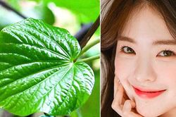 Bí quyết trị mụn bằng lá lốt hiệu quả bất ngờ