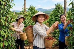 Giá hồ tiêu hôm nay 15.7.2026: Cao nhất 140.000 đồng/kg