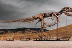 Hóa thạch T. rex đắt giá nhất thế giới lập kỷ lục đấu giá hơn 50 triệu USD