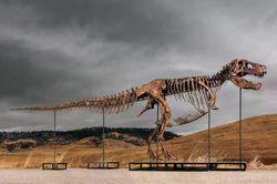Hóa thạch khủng long T.rex được bán đấu giá khiến giới khoa học lo lắng
