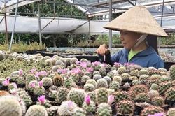 Bỏ việc lương ổn định, 9X về quê trồng xương rồng, thu 300 triệu đồng/năm