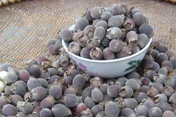 Công dụng ít biết của loài quả dại gắn liền tuổi thơ 7X, 8X