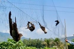 Ngành yến 600 triệu USD trước nguy cơ mất 'mỏ vàng' vì nạn săn bắt và hàng giả