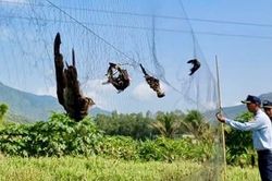Bảo tồn chim yến trước l&agrave;n s&oacute;ng tận diệt v&agrave; khoảng trống ph&aacute;p l&yacute;