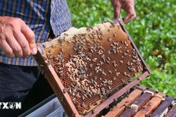 'Vị ngọt từ biển' tạo sinh kế, nâng cao thu nhập cho người dân