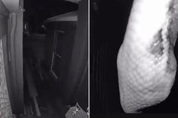 Camera báo động giữa đêm, chủ nhà bắt gặp cảnh tượng nổi da gà