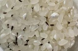 Mọt gạo sẽ 'biến mất' nếu bạn đặt thứ n&agrave;y v&agrave;o th&ugrave;ng gạo