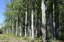 RECAF k&iacute;ch hoạt tiềm năng carbon từ n&ocirc;ng l&acirc;m kết hợp