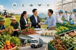 Thúc đẩy liên kết theo chuỗi giá trị