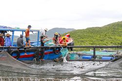 Tạo đột phá cho nuôi biển công nghệ cao