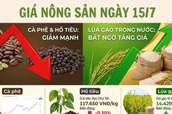 Giá nông sản ngày 15/7: Cà phê và hồ tiêu giảm mạnh, lúa gạo trong nước bất ngờ tăng giá