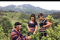 Hoàn thiện dữ liệu vùng trồng cà phê, cao su theo quy định EUDR
