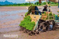 Chạy đua với thời gian gieo cấy l&uacute;a M&ugrave;a, bảo đảm khung thời vụ tốt nhất
