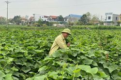 Chuyển đổi cơ cấu c&acirc;y trồng vụ M&ugrave;a n&acirc;ng cao gi&aacute; trị sản xuất