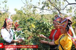 Khẳng định vị thế c&agrave; ph&ecirc; Arabica Sơn La tr&ecirc;n bản đồ thế giới