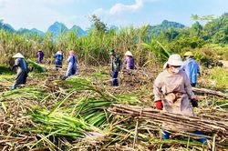 Liên kết sản xuất bền vững, gia tăng giá trị sản phẩm địa phương