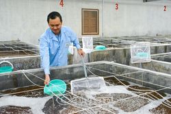 Quản lý chặt chẽ chất lượng tôm giống
