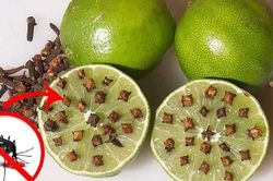 Cắt đôi quả chanh rồi cắm thêm hạt này để góc nhà, muỗi nhiều mấy cũng bay sạch