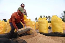 Gi&aacute; l&uacute;a gạo h&ocirc;m nay 15/7: L&uacute;a tươi tăng 500 đồng/kg, gạo ổn định