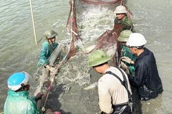 Thay đổi tư duy sản xuất từ các mô hình nuôi trồng thủy sản VietGAP