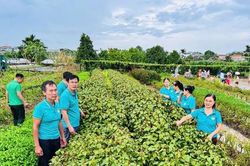 Hội Nông dân xã Kiều Phú: Cách làm hay, mô hình hiệu quả trong sản xuất, kinh doanh