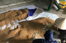 Xã Ô Diên: Giữ màu xanh trên từng cánh đồng
