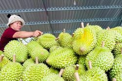 Gỡ điểm nghẽn mã số vùng trồng, cơ sở đóng gói