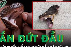 Rắn hổ mang bị chặt đứt đầu vẫn cắn chết người: Cẩn thận kẻo mất mạng