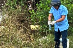 Thông tin mới vụ cá chết bất thường trên các sông ở Quảng Trị