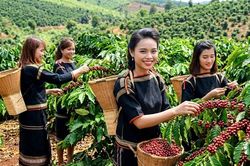 Giá cà phê ngày 16.7 đi ngang, cao nhất 97.300 đồng/kg