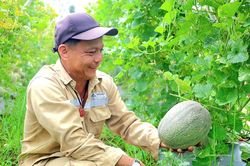 Quảng Ngãi: Xã Đông Sơn gặt 'trái ngọt' từ chuyển đổi cây trồng