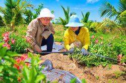 Sâm bố chính mở lối cho nông nghiệp giá trị cao ở Quảng Ngãi