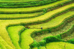 Giải pháp cho canh tác lúa bền vững