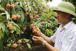 Bắc Ninh công nhận 15 vườn vải đẹp năm 2026