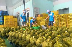 Yêu cầu 'hỏa tốc' thông quan cho nông sản