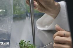 Đồng Tháp: Cấy mô mở hướng nâng tầm ngành hàng hoa cảnh Sa Đéc