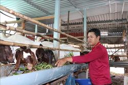 Hướng đi mới trong tái cơ cấu chăn nuôi ở Vĩnh Long
