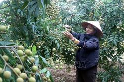 Vượt bất lợi thời tiết, nh&atilde;n lồng Hưng Y&ecirc;n khẳng định thương hiệu