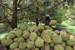Công văn khẩn của Hải quan về thông quan nhanh hàng nông sản xuất khẩu