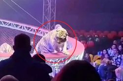 Đang ngồi xem biểu diễn, người dân phát hiện cảnh tượng 'nổi da gà' ngay trước mắt