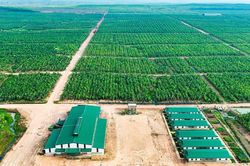 THACO AGRI báo lãi tăng gấp 6 lần, nợ phải trả vượt 68.000 tỷ đồng
